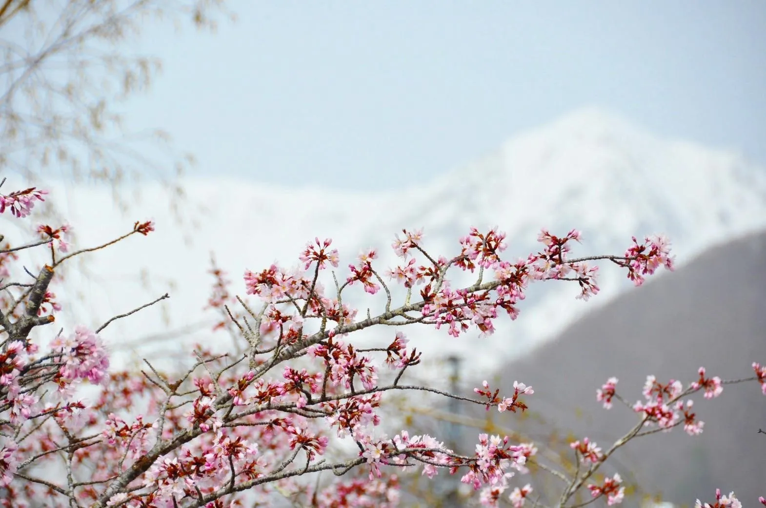 櫻花雪景